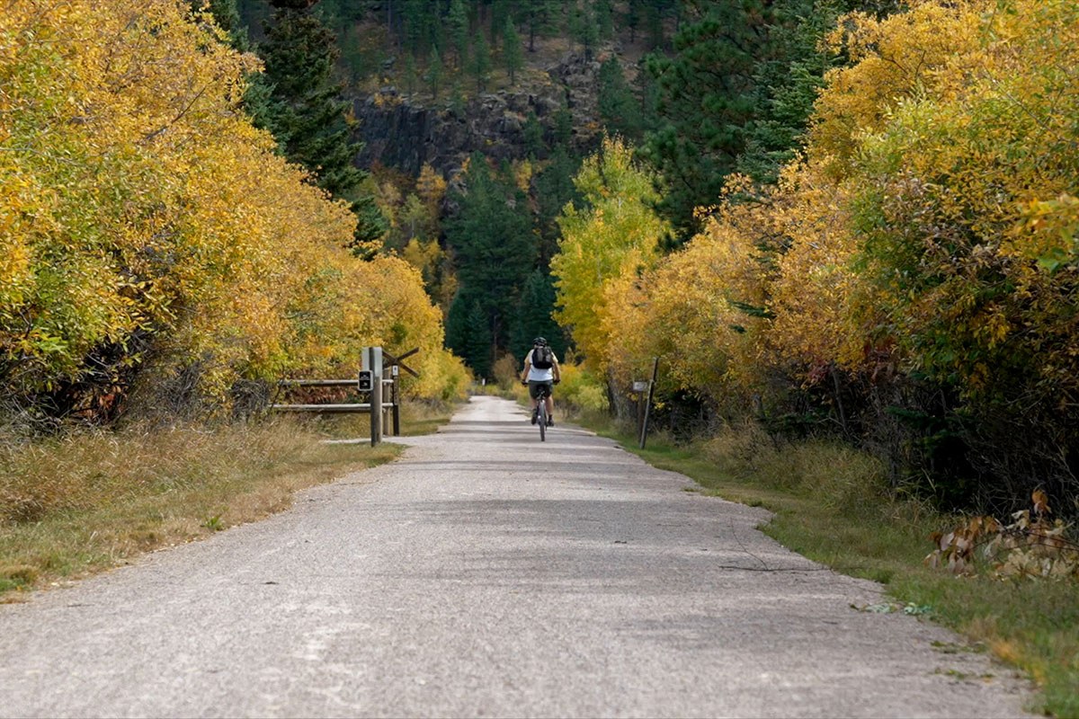 bicyclist riding on road lined with trees that have turned yellow for the fall