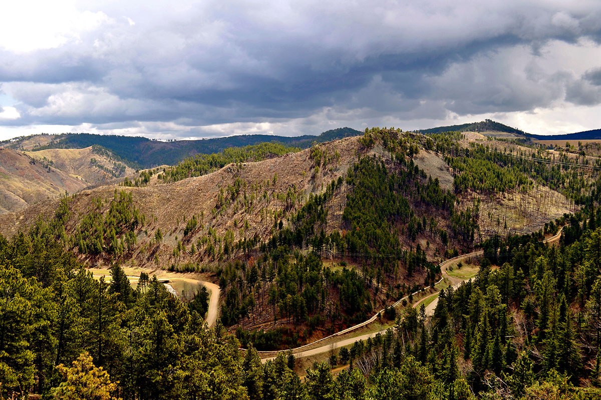 High vantage point view of the Black Hills' trees and a windy road