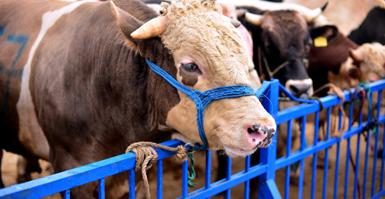 Steer at sale barn