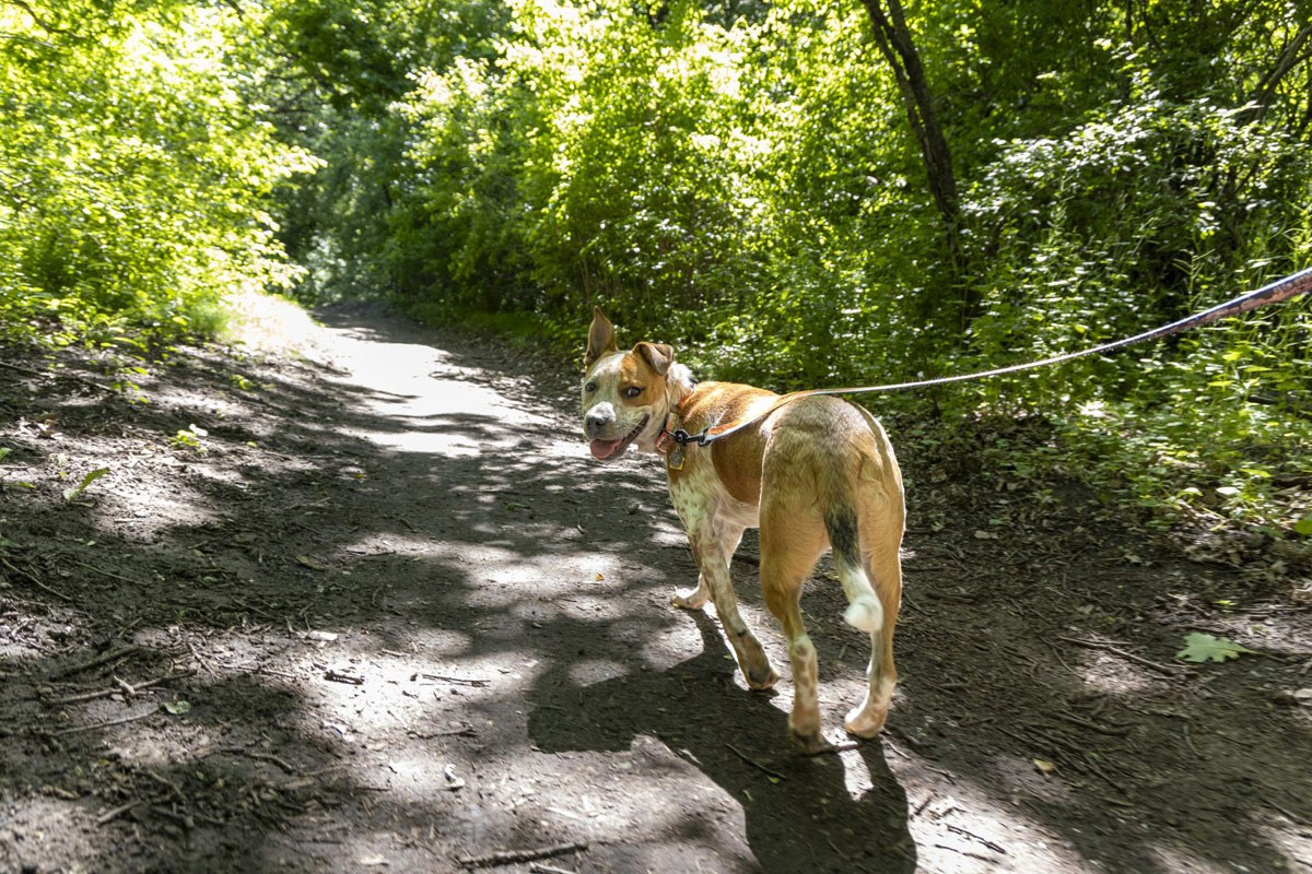 A dog walks on a trail at Great Bear Recreation Park in Sioux Falls, South Dakota.