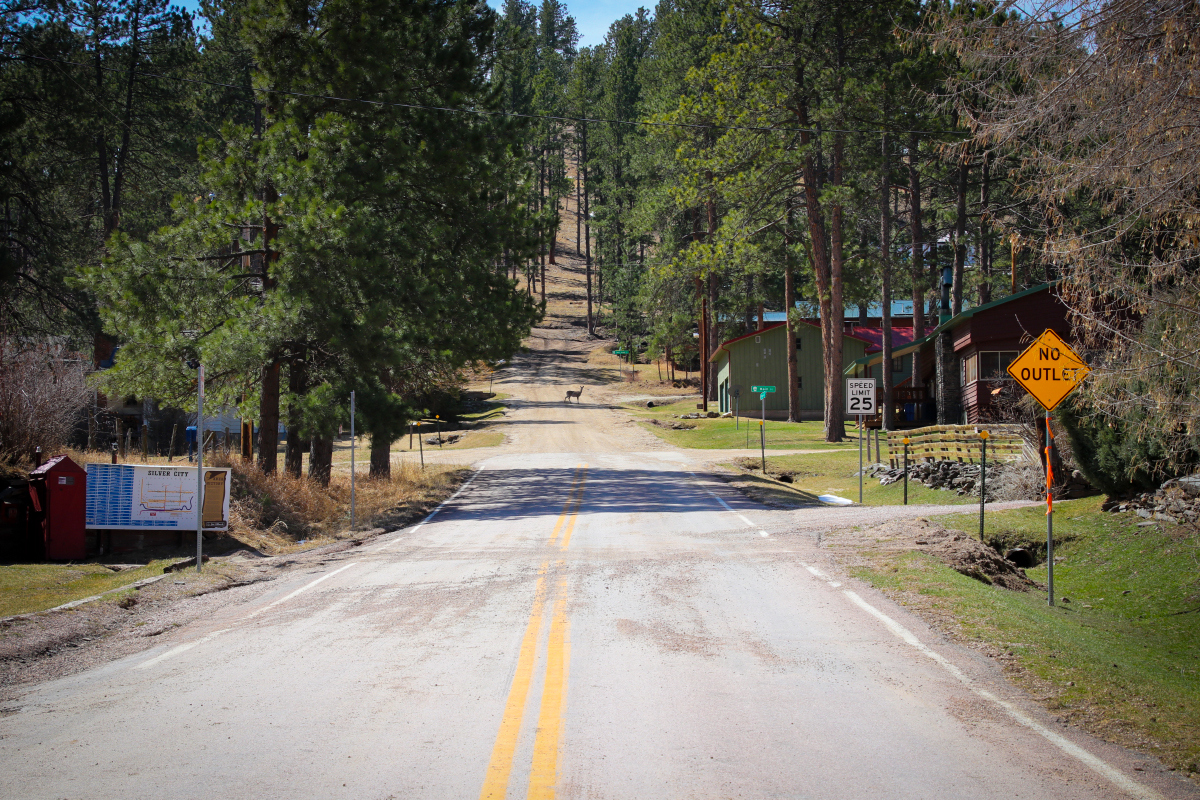 deer standing off in the distance on a gravel road that disappears into the hillside of pine trees