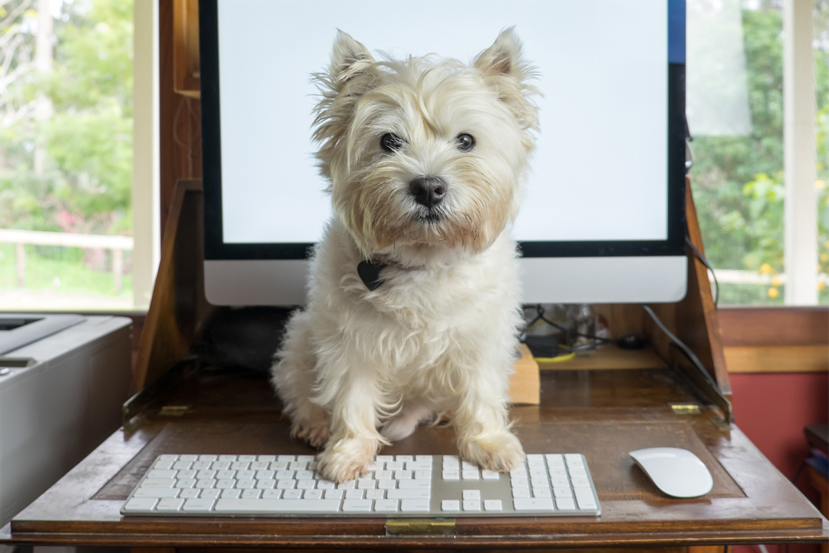 Dog sitting on computer desk while owner works from home