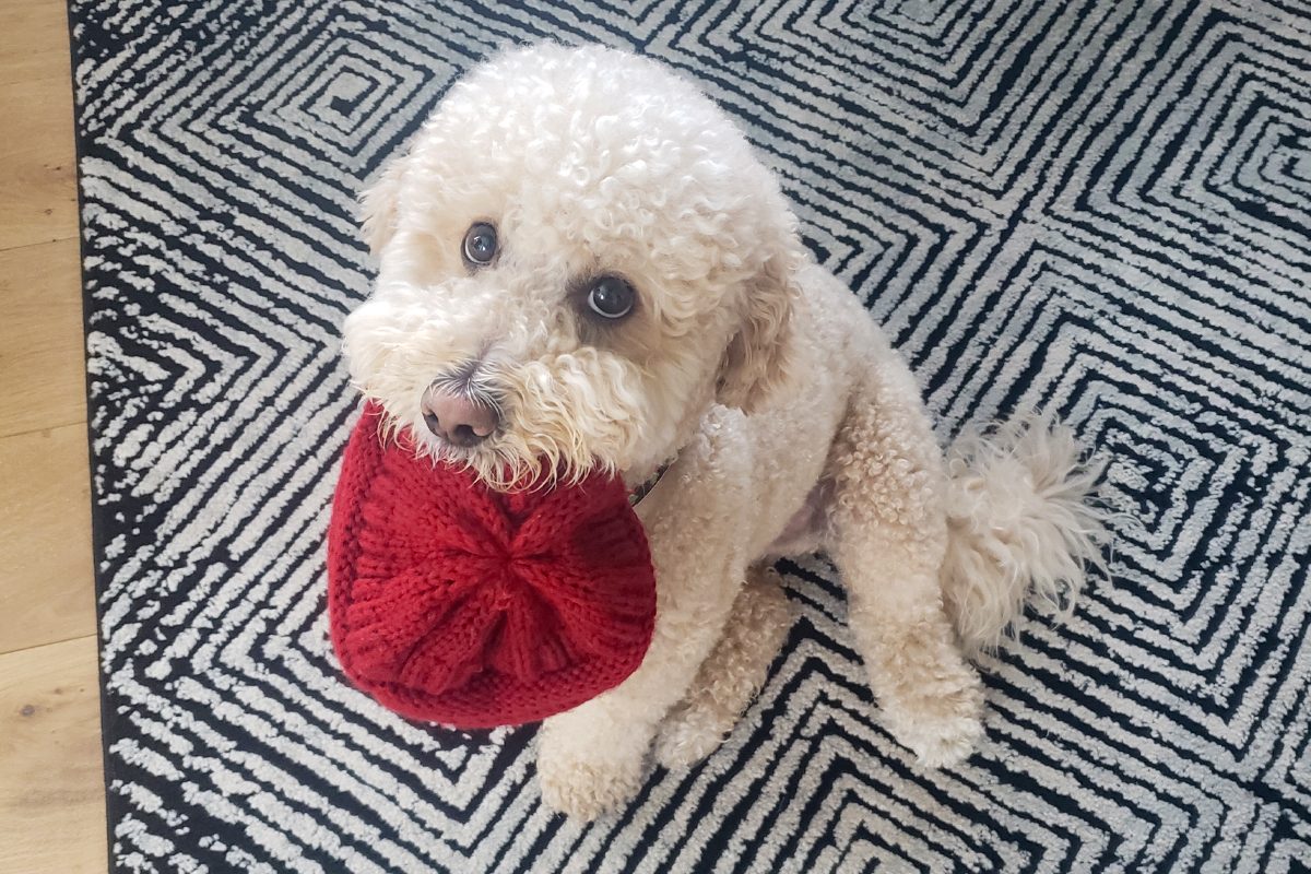 white mini golden doodle giving puppy dog eyes and holding a red knit hat in his mouth
