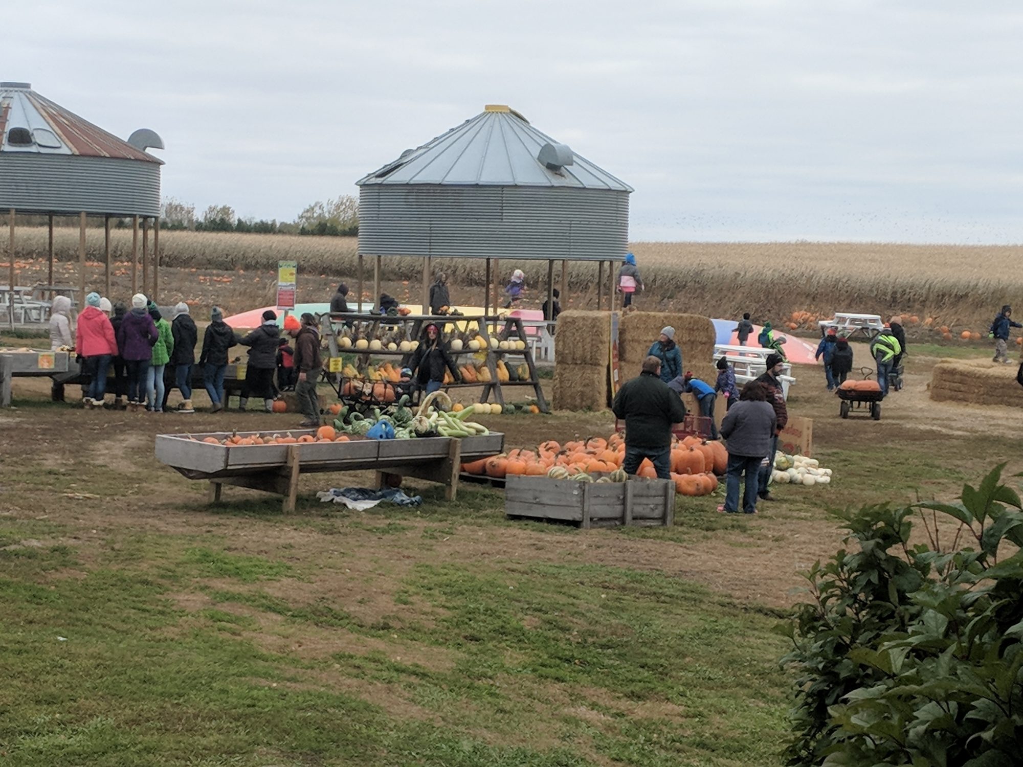 Customers walk around the Big Stone Pumpkin Patch near Milbank