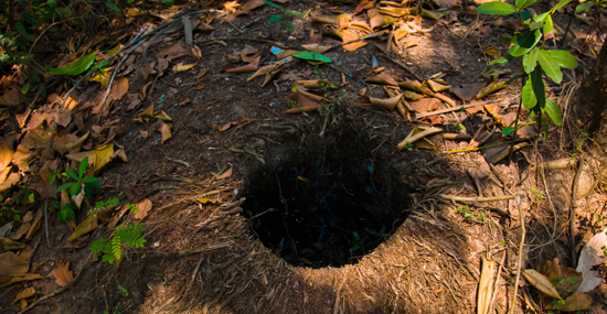 a rabbit hole in the ground