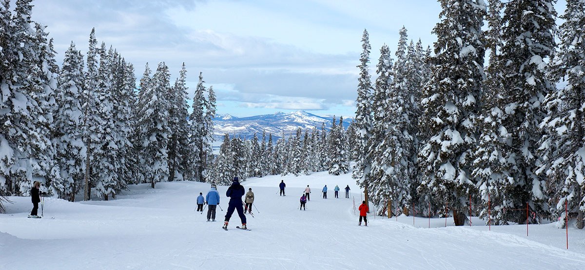 image following skiers down a snow-covered hillside between rows of pine trees